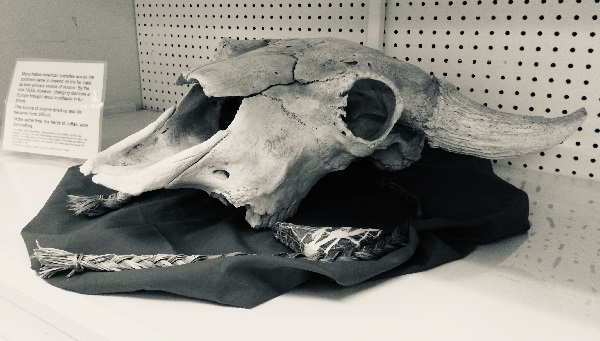 buffalo skull 