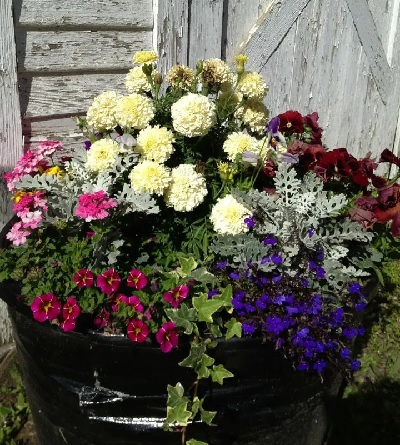 Betty Duncan's flowers, fall 2014