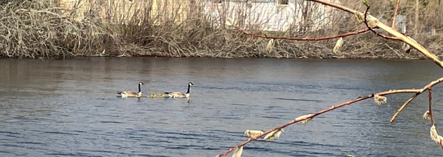 pair of geese with goslings at the pond